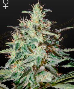 White Lemon - Femminizzati Stagionali