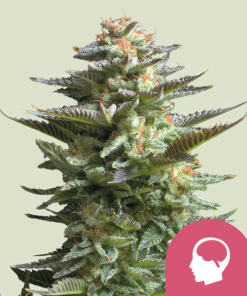 amnesia haze