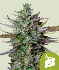 blue cheese automatic