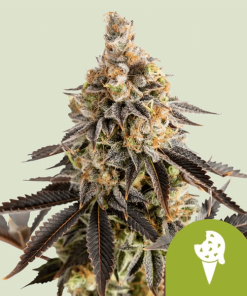 cookies gelato automatic