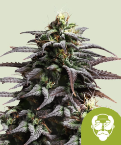 granddaddy purple automatic