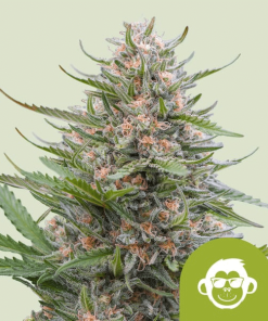 grape ape automatic
