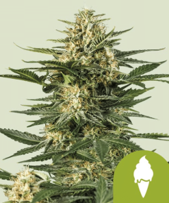 green gelato automatic