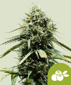 haze berry automatic