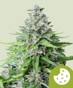 royal cookies automatic