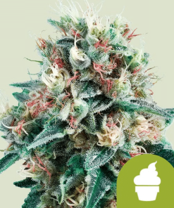 royal creamatic