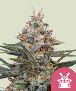 shogun