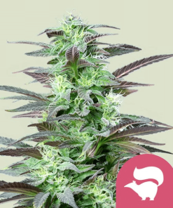 skunk xl