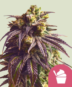 sundae driver