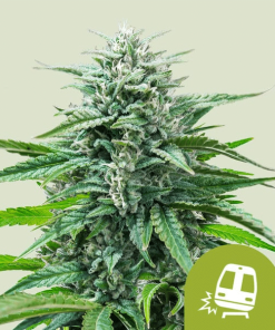 trainwreck automatic