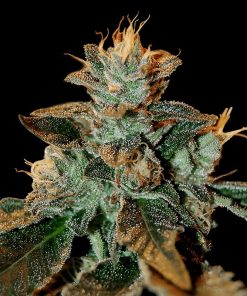 Cataract Kush - Femminizzati Stagionali