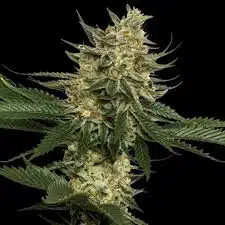Tangie - Femminizzati Stagionali