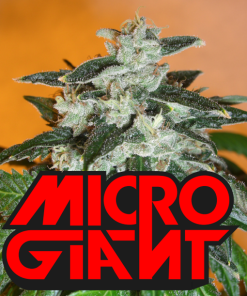 microgiant microgenetica