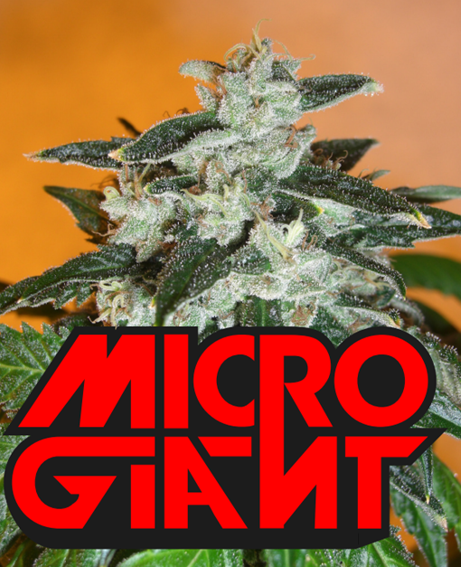 microgiant microgenetica