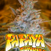 papaya sunrise microgenetica