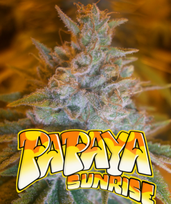 papaya sunrise microgenetica