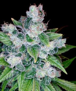 Kandy Kush - Femminizzati Stagionali