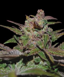Purple Wreck - Femminizzati Stagionali