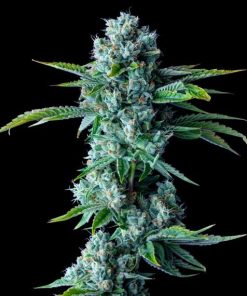 Skywalker Kush - Femminizzati Stagionali