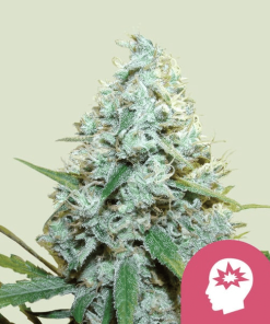 amg amnesia mac ganja