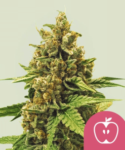 apple fritter