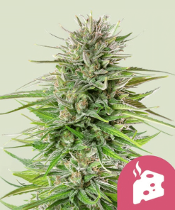 blue cheese