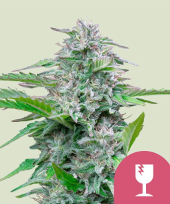 critical