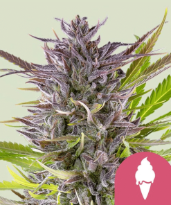 green gelato