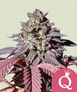 purple queen