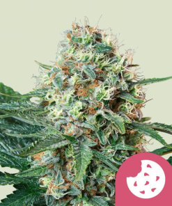 royal cookies