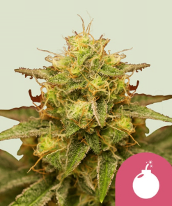 royal domina