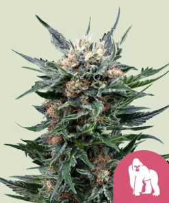 royal gorilla