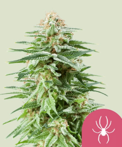 white widow