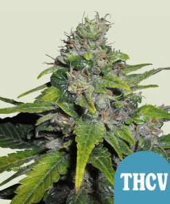rqs royalthcv