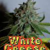 white cheese microgenetica