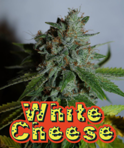 white cheese microgenetica