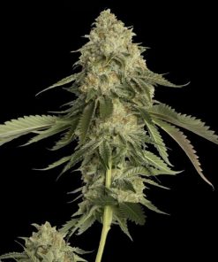 Golden Berry - Femminizzati Stagionali