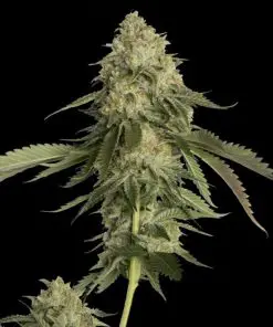 Golden Berry - Femminizzati Stagionali