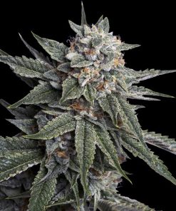 Holy Grail Kush - Femminizzati Stagionali