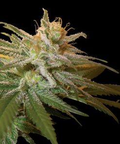 Kushberry - Femminizzati Stagionali