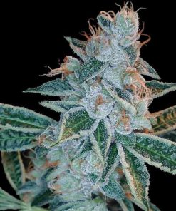 Lemon OG Kush - Femminizzati Stagionali