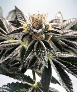 Mandarin Gelato - Femminizzati Stagionali