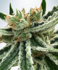 Mandarin Haze - Femminizzati Stagionali