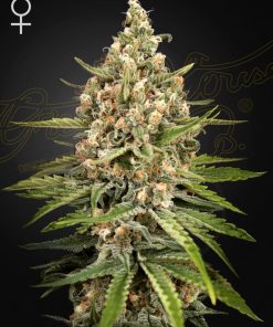 Bubba Slush - Femminizzati Stagionali