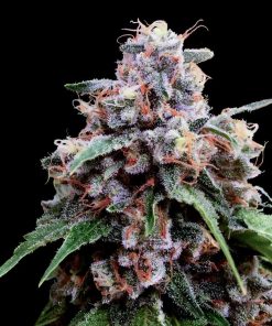 Sour Diesel - Femminizzati Stagionali