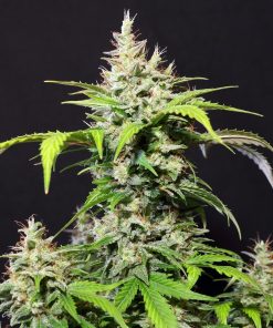DC Cure 1:1 - Autofiorenti Femminizzati