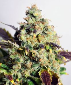 DC Kush - Femminizzati Stagionali