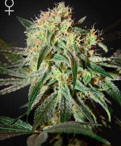 Damn Sour - Femminizzati Stagionali