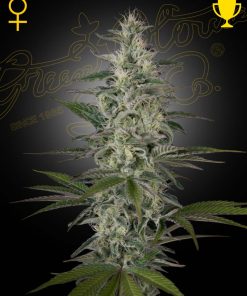 Hawaiian Snow - Femminizzati Stagionali