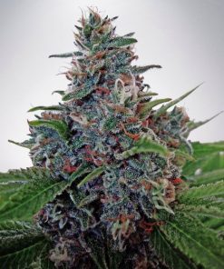 Auto Blue Amnesia - Autofiorenti Femminizzati